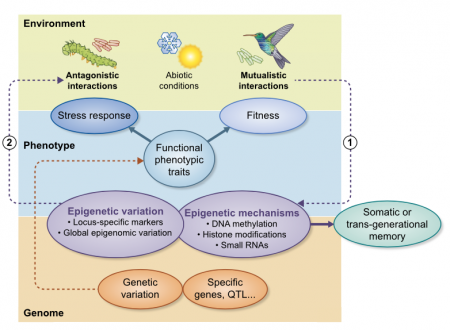 Review: The role of plant epigenetics in biotic interactions (New