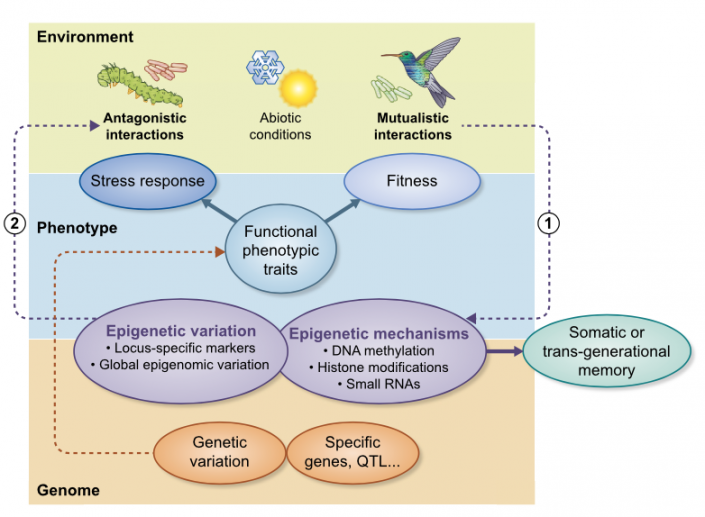 Review: The Role Of Plant Epigenetics In Biotic Interactions (New ...