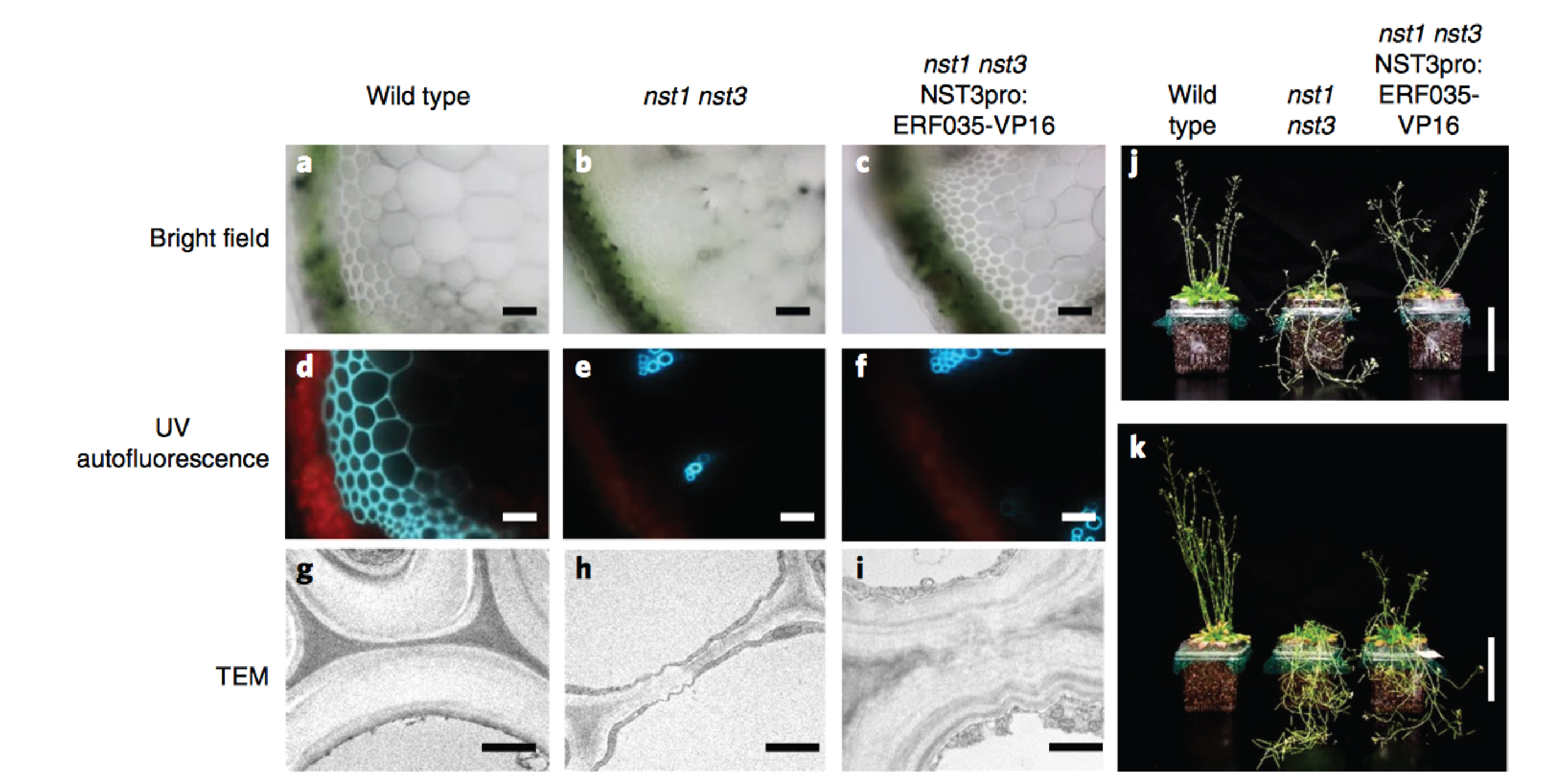 plantae-complete-substitution-of-a-secondary-cell-wall-with-primary