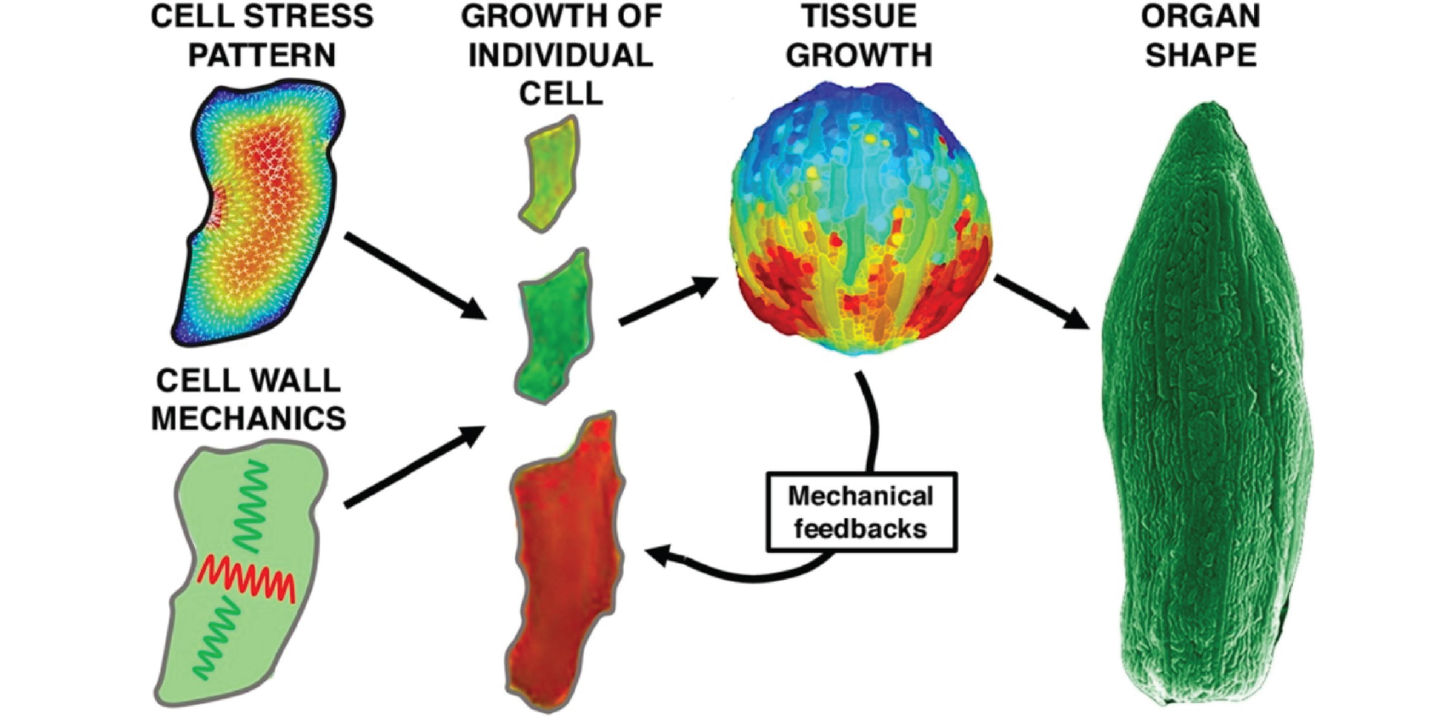 Review Cellular basis of growth in plants geometry matters (COPB