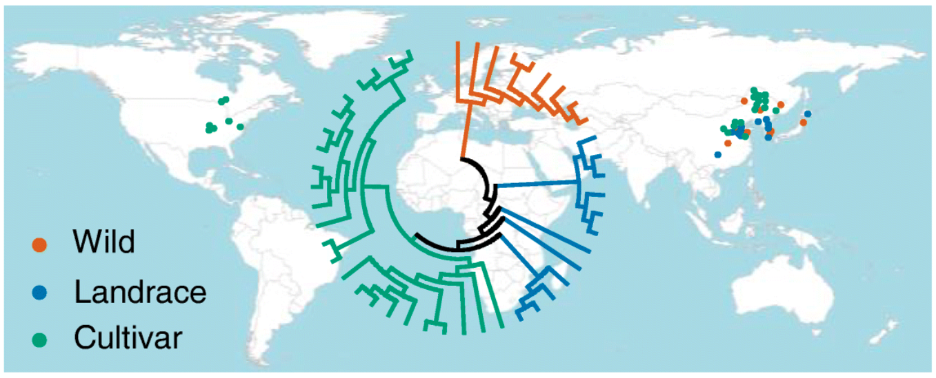 DNA methylation footprints during soybean domestication and improvement ...