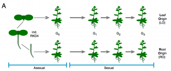 Heritable phenotypic variation due to partial maintenance of organ ...