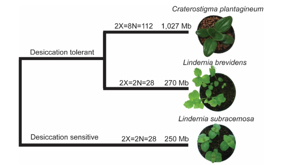 Desiccation tolerance evolved through gene duplication and network rewiring in Lindernia (Plant