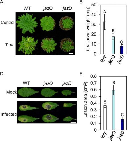 JAZ repressors of metabolic defense promote growth and reproductive ...