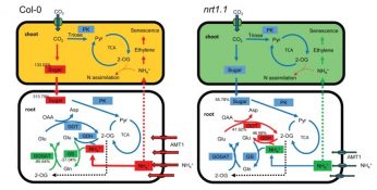 NRT1.1 involved in balance between NH4+ uptake and assimilation ...