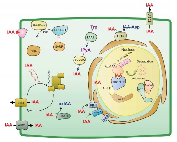 Auxin Signaling Pathway 