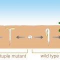 Plantae | Plant Synthetic Biology 101 | Plantae