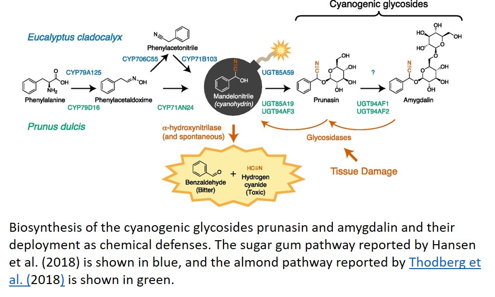 Plantae Setting And Diffusing The Cyanide Bomb In Plant Defense Plantae