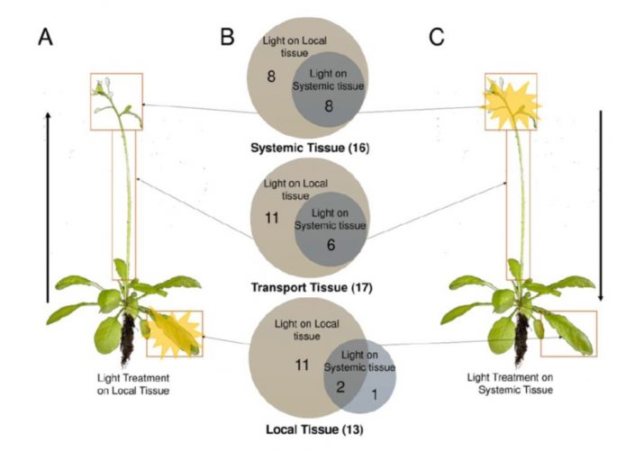 Local and Systemic Metabolic Responses in Response to Light Stress