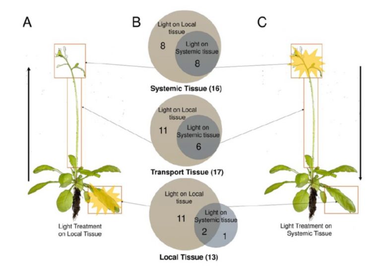 plantae-local-and-systemic-metabolic-responses-in-response-to-light