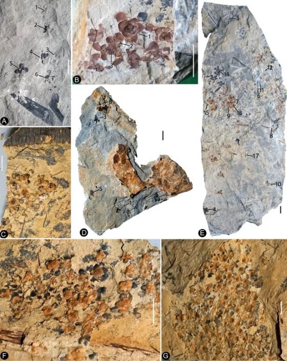 An unexpected flower from the Jurassic of China (eLIFE) | Plantae