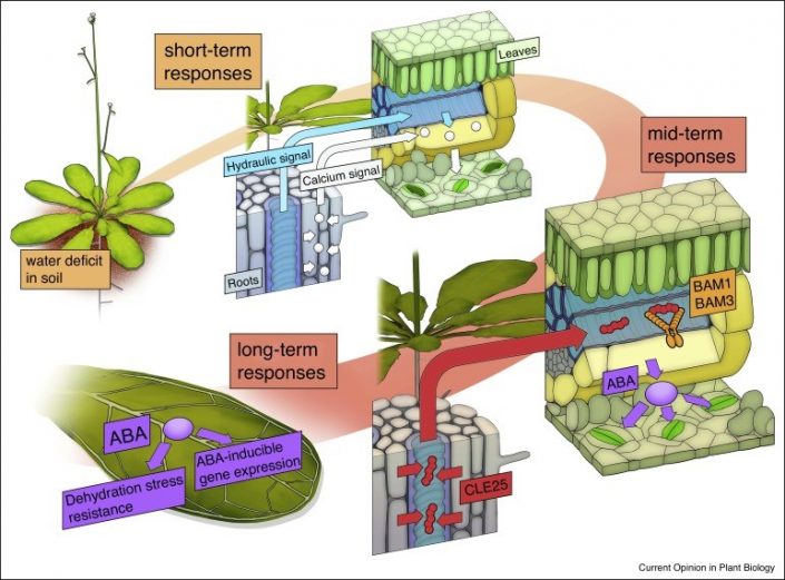 Review: Long distance signlaing in plant stress response (COPB) | Plantae