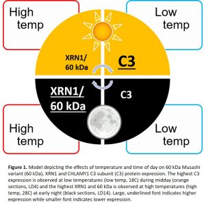 Alternative Splice Variant Sheds Light on Temperature Acclimation in ...