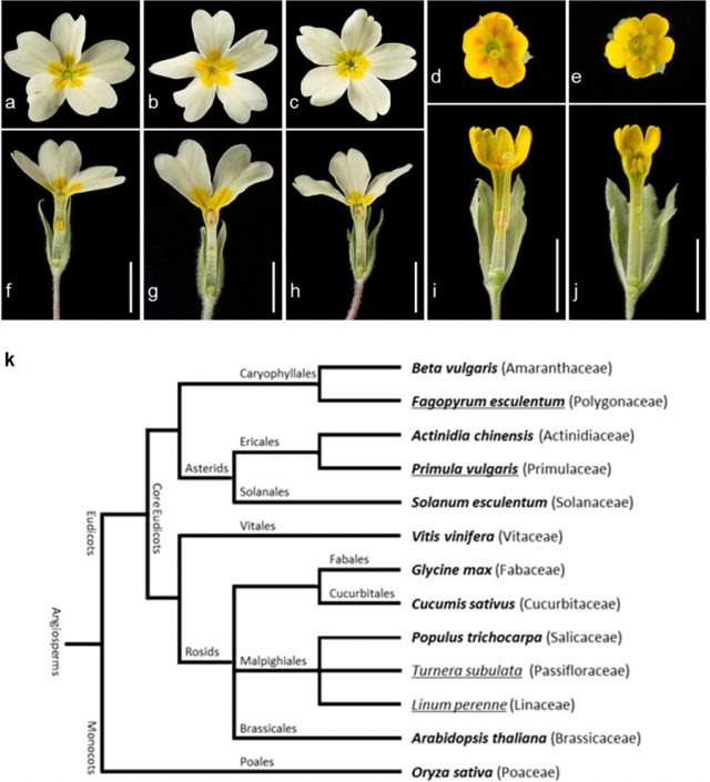 Plant Science Research Weekly December 21st Plantae