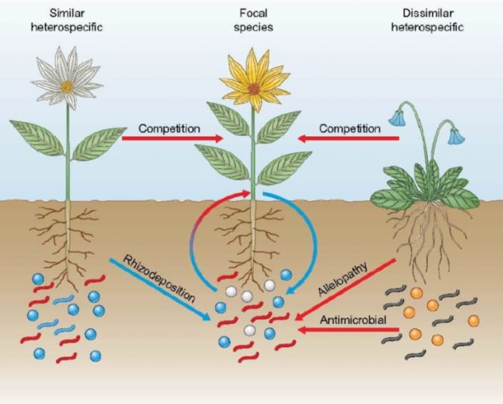 Review: Mechanisms of plant–soil feedback: interactions among biotic