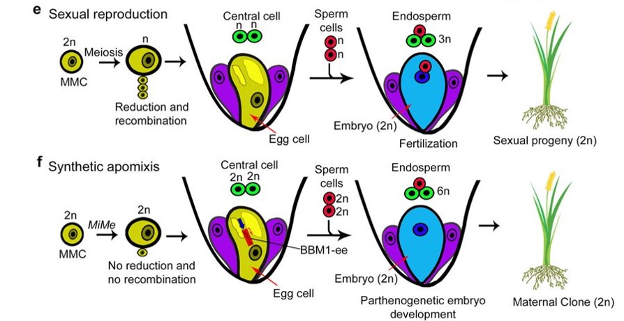 Plantae Synthetic Apomixis Asexual Propagation Through Seeds Nature Plantae