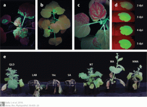 Plantae Review Nicotiana Benthamiana A Workhorse Of Model Plants Annu Rev Phytopathol Plantae