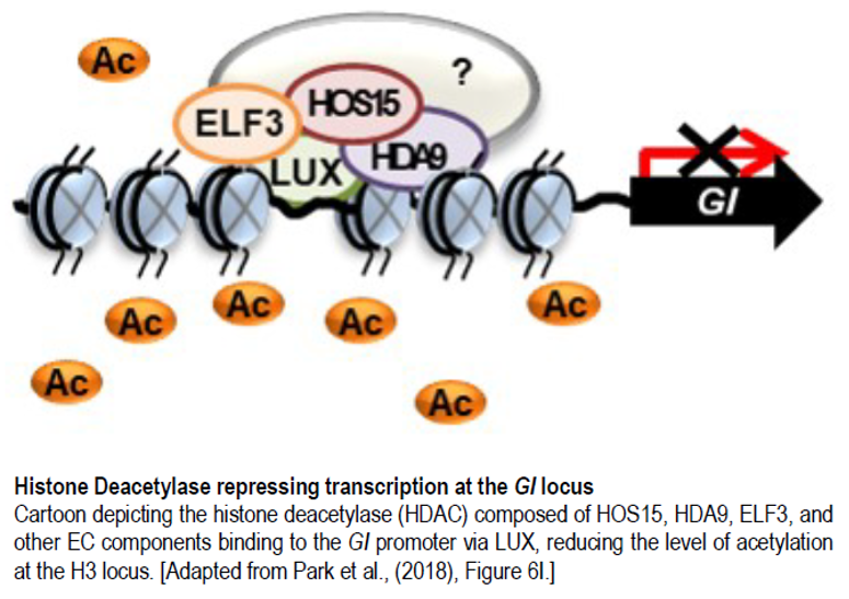 HOS15 Co-regulates Photoperiodic Flowering with the Evening Complex via ...