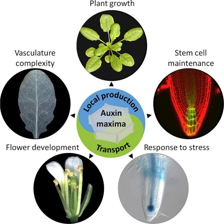 Local auxin biosynthesis is a key regulator of plant development
