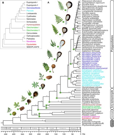 land plant phylogeny