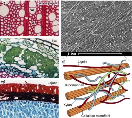 Reviews: The regulation of cellulose biosynthesis in plants, and ...