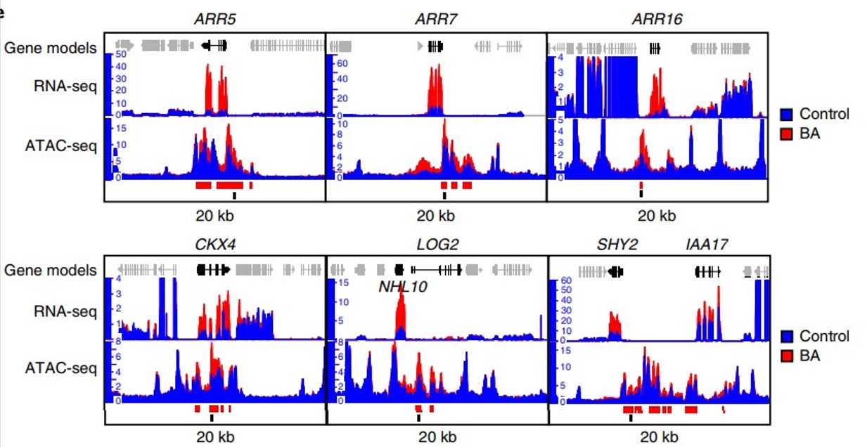 Plantae | Cytokinin Modulates Context-dependent Chromatin Accessibility ...