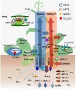 Dancing with hormones: A current perspective of nitrate signaling and ...