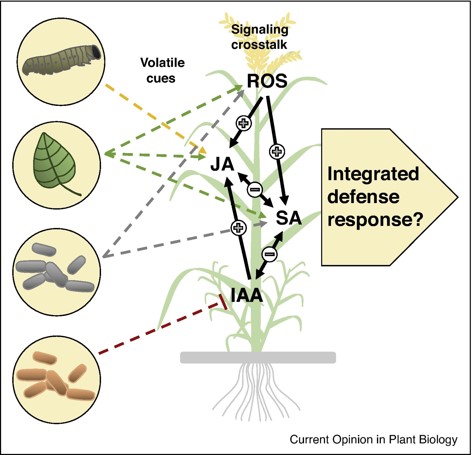 Plantae | Volatiles as inducers and suppressors of plant defense