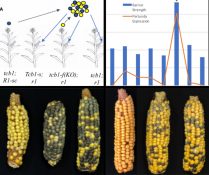 A silk-expressed pectin methylesterase confers cross-incompatibility ...