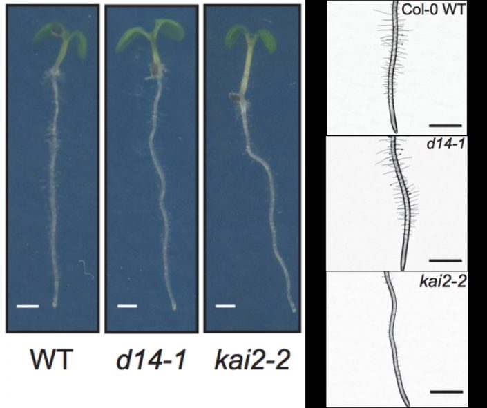 KAI2 regulates root and root hair development by modulating auxin ...