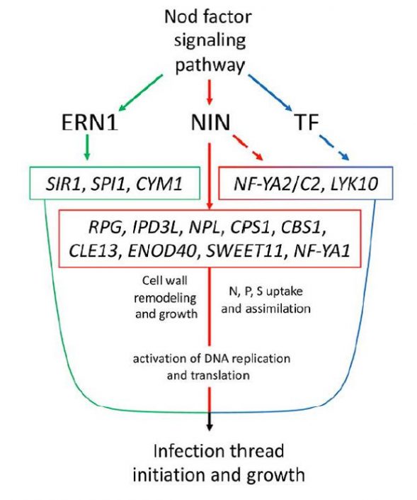 Studies reveal the key role of the transcription factor NIN in ...