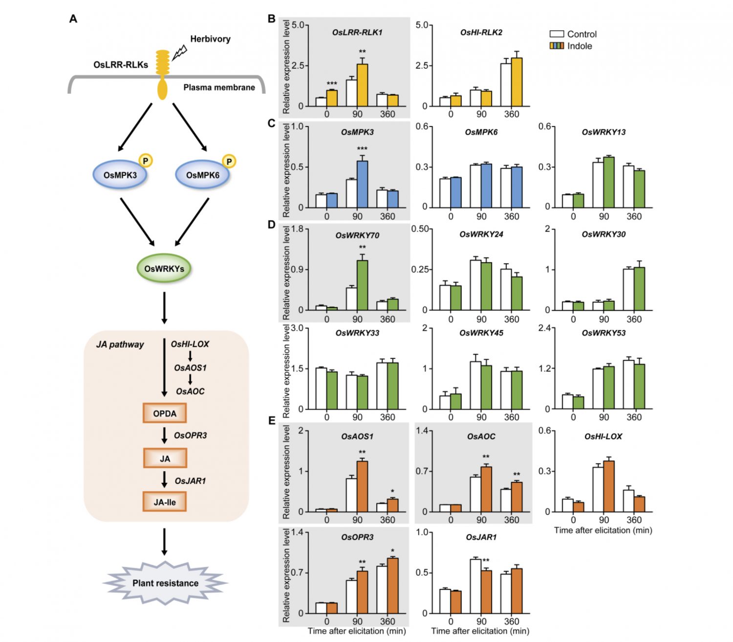The volatile indole primes rice defense against caterpillar attack