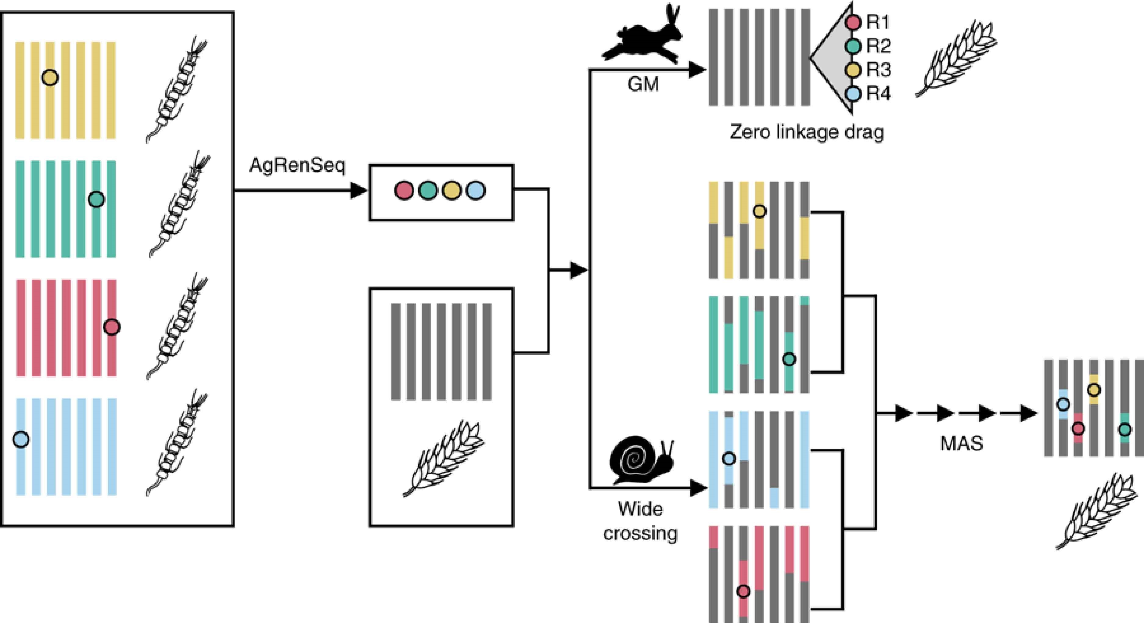 Tapping into the diversity of wild crops for engineering