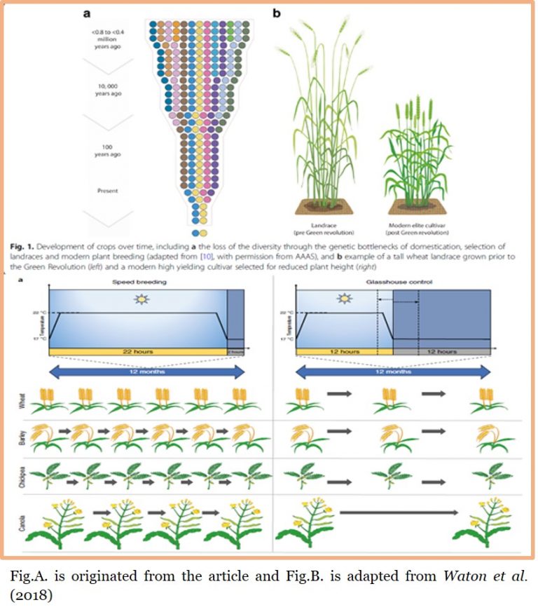 Q&A: Modern Crop Breeding For Future Food Security (BMC Biology) | Plantae