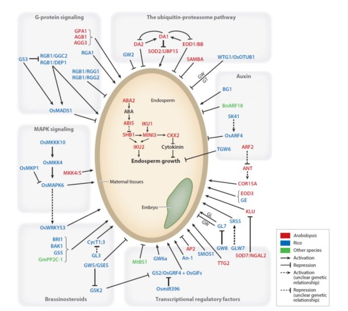 Review: Molecular Networks Of Seed Size Control In Plants ($) (Annu Rev ...