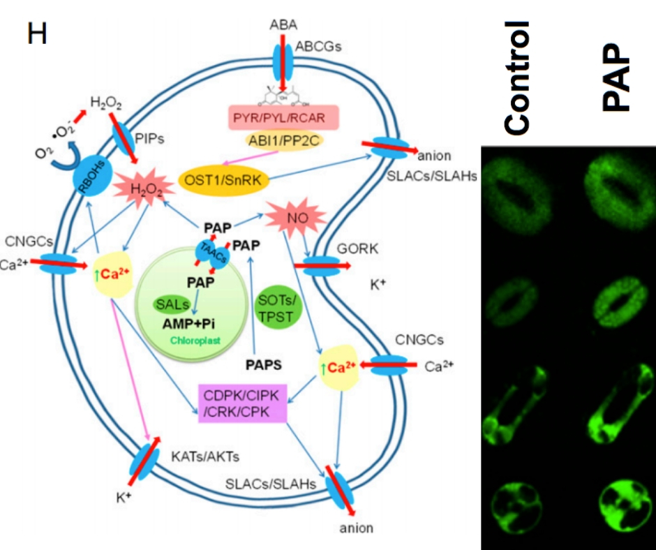 Plantae | Evolution of chloroplast retrograde signaling ...