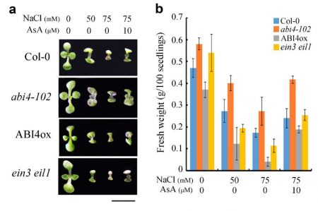 Ethylene and ABA Regulate Ascorbic Acid and Reactive Oxygen Species ...