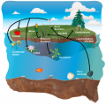 Convergent gene loss in aquatic plants predicts new components of plant ...