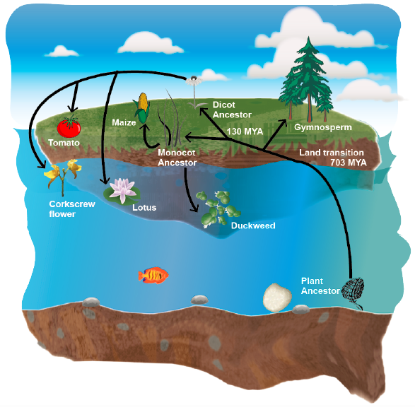 Plantae | Convergent gene loss in aquatic plants predicts new ...