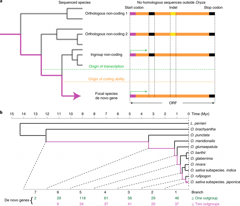 Rapid evolution of protein diversity by de novo origination in Oryza