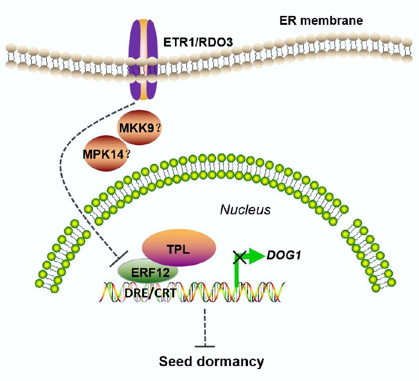 Regulation of seed dormancy by ETR1/RDO3 (Plant Cell) Plantae