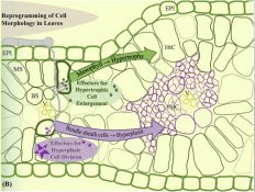 Plantae | Cell type specific transcriptional reprogramming during ...