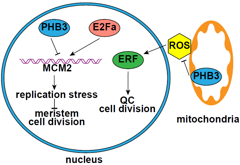 Prohibitin shuttles between mitochondria and the nucleus to control ...