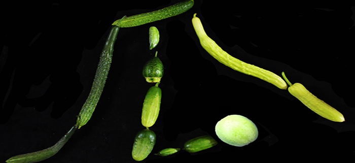 Plantae Fruit Length Regulation In Cucumber Plantae