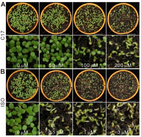Generating novel, dual herbicide-resistant cro…