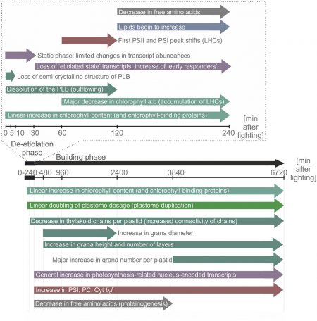 Systems Biology of Deetiolation | Plantae