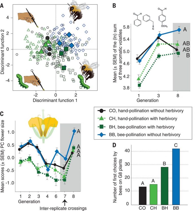 Pollinators and herbivores boost the evolution of floral traits