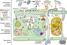 Plant Science Research Weekly: April 26th 