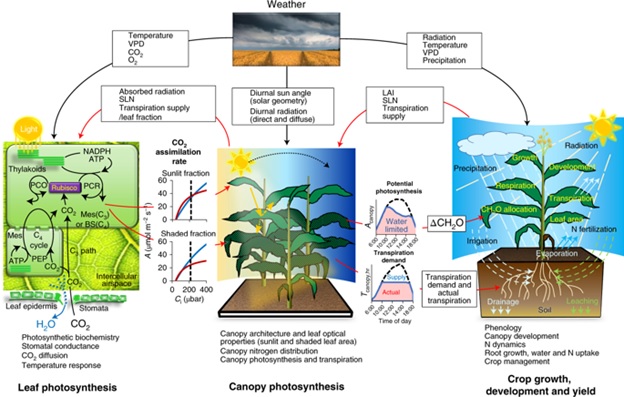 Plantae Modeling Crop Yield Changes Due To Increased Photosynthetic Capabilities Nature Plants Plantae