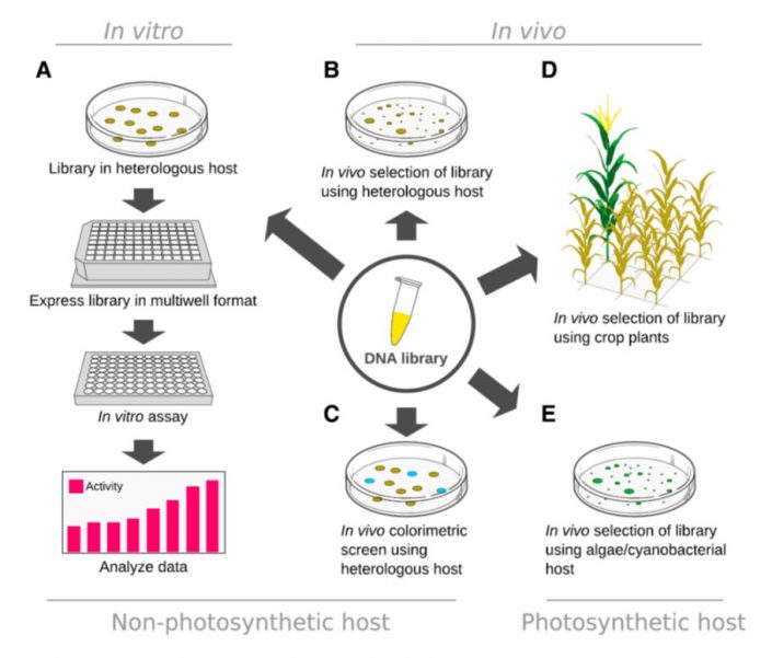Review Applications of protein engineering and directed evolution in